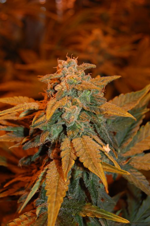 dready berry