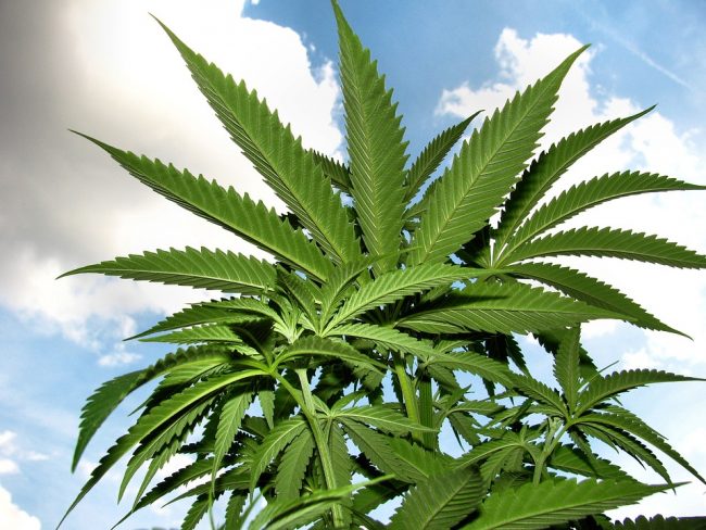 marijuana-1545759_960_720