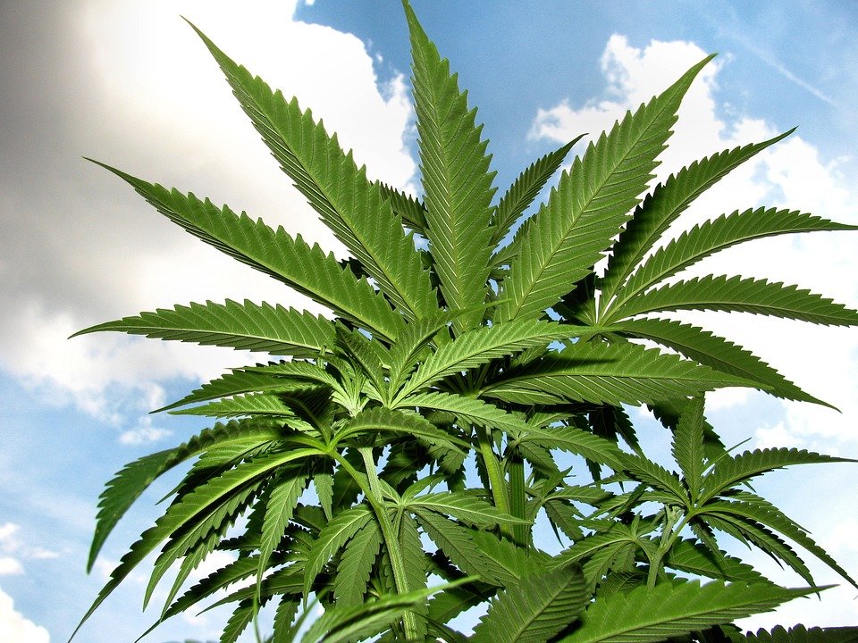 marijuana-1545759_960_720
