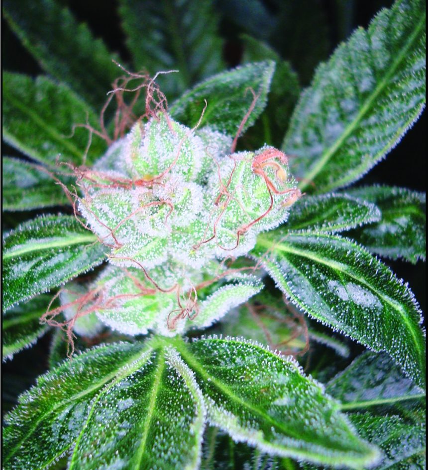 sourdiesel – Reserva Privada