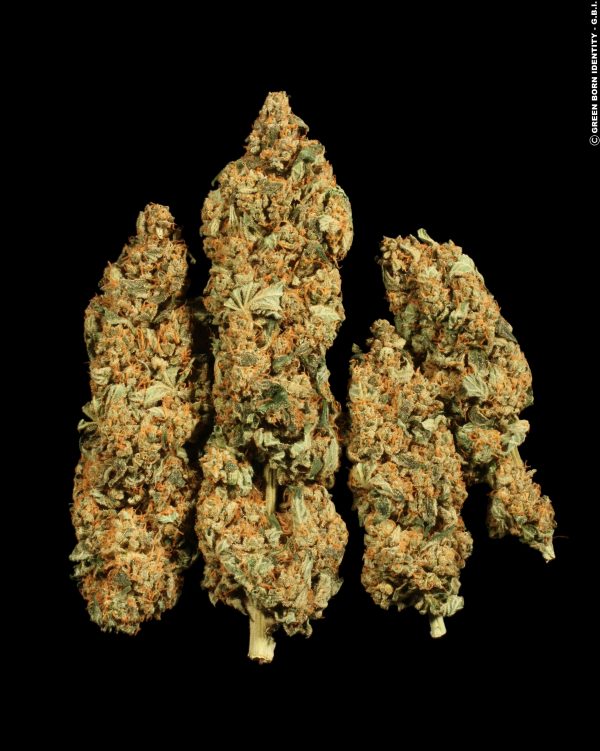 tora-bora-dry-buds_gbi-2010