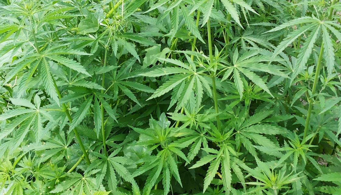 564752727-getty-marijuana-close-up-1120