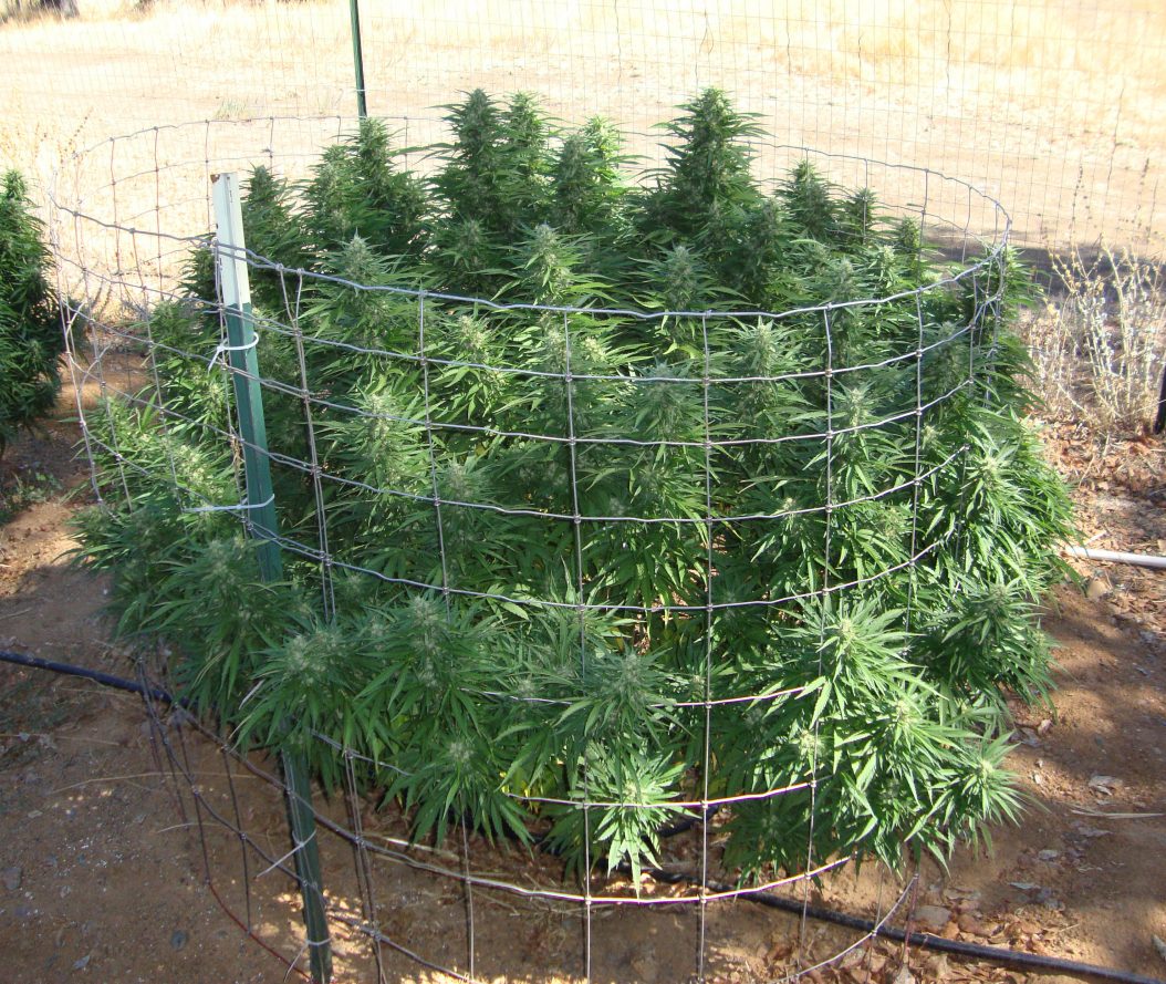 HippieKiller01