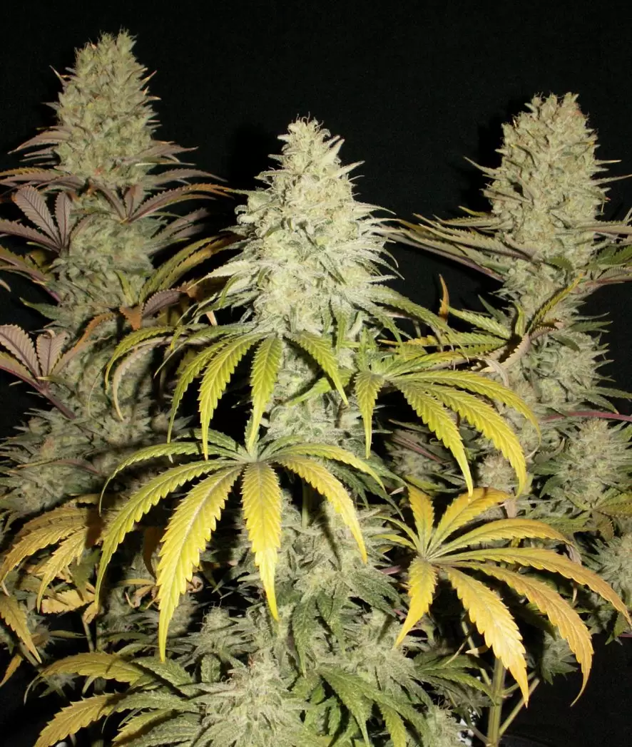 Strain Report - Paradise Seeds - Nebula - By Skunkboy
