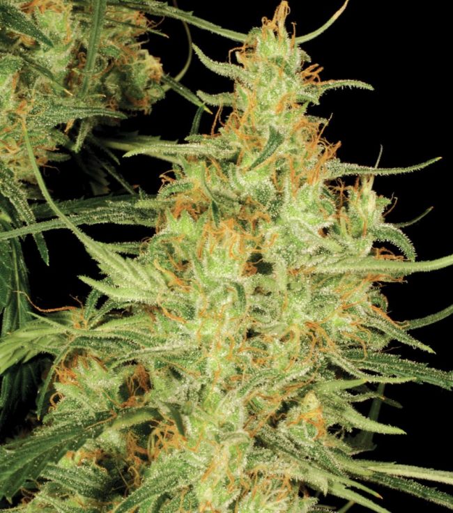congo haze