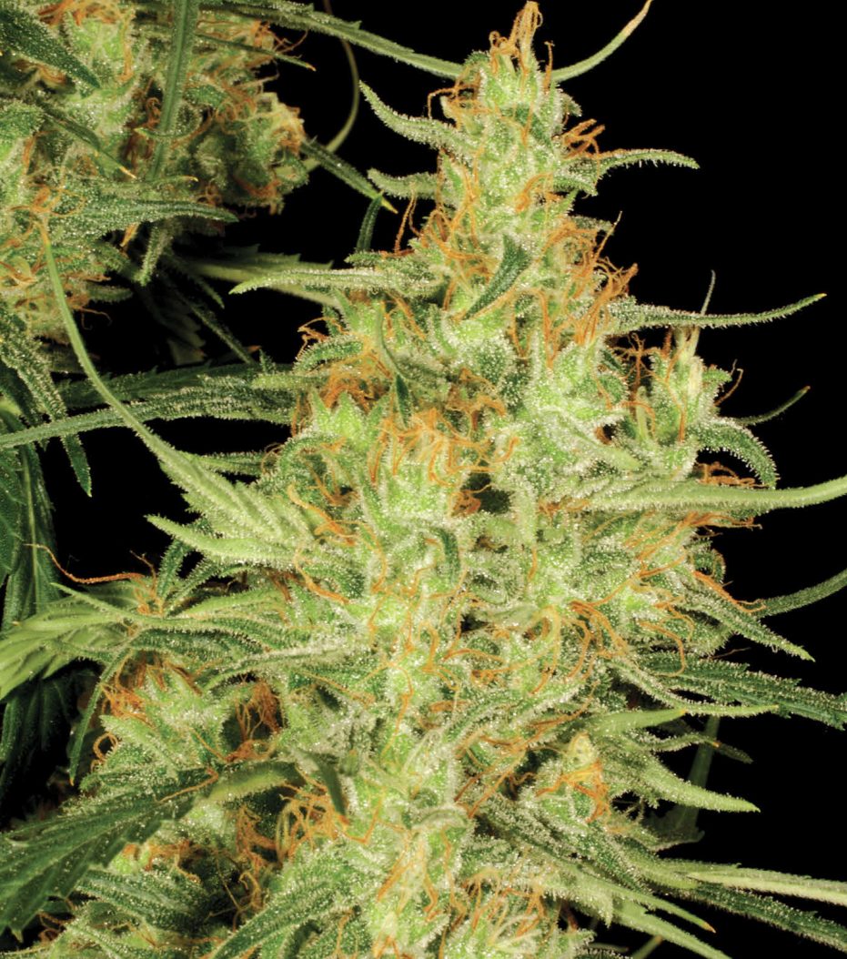 congo haze
