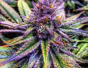 marijuana_purple_credit_unknown