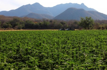 mexico-to-legalize-marijuana-based-product-sales-next-year