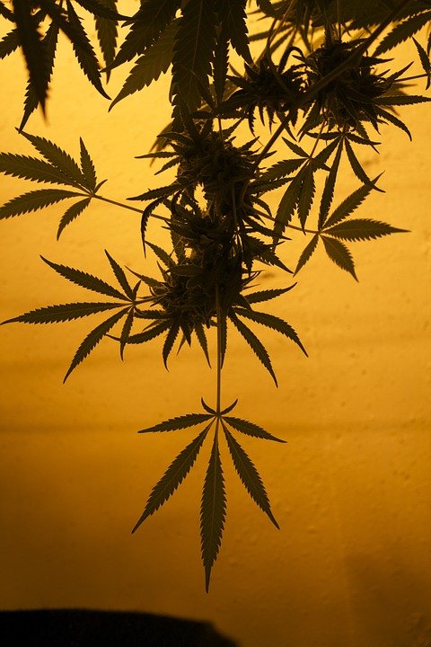 mmj-667836_960_720