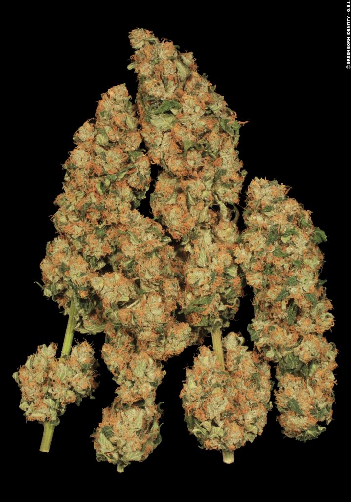 weed world magazine