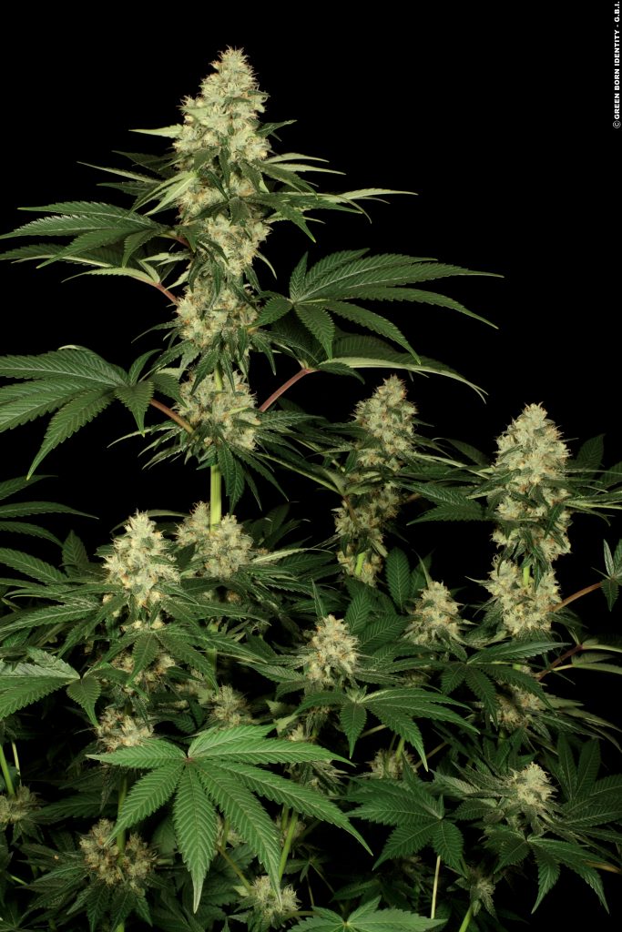 weed world magazine