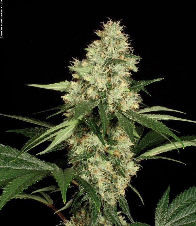 cataract-kush_fresh_003_copyright-by-gbi-2011