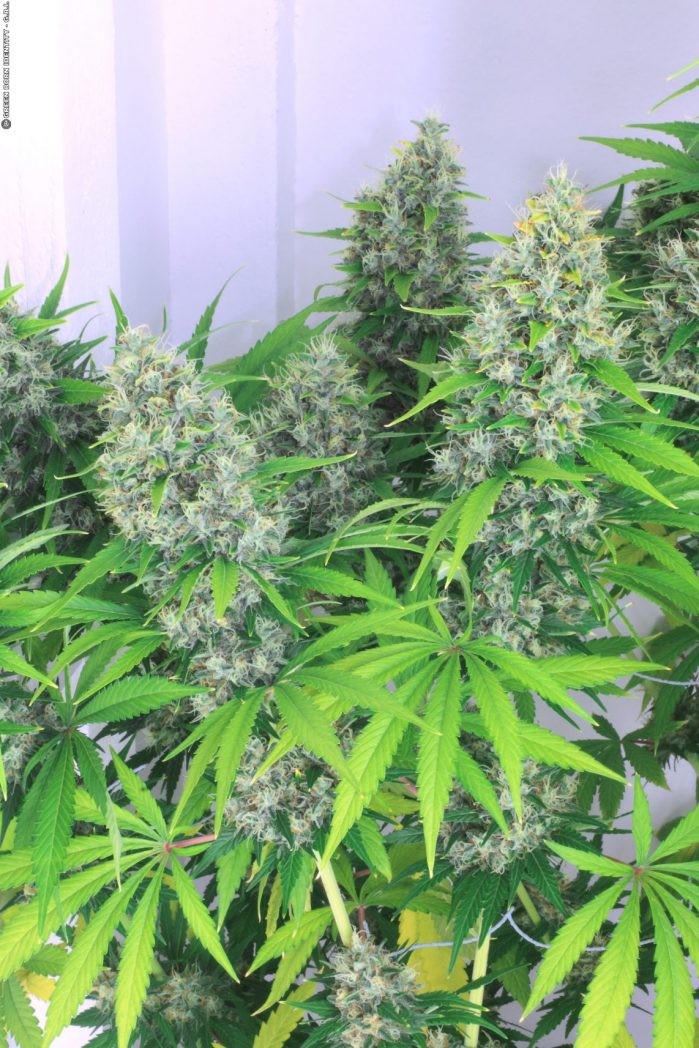 Trusted site to buy feminized seeds cannabis online Portland Oregon