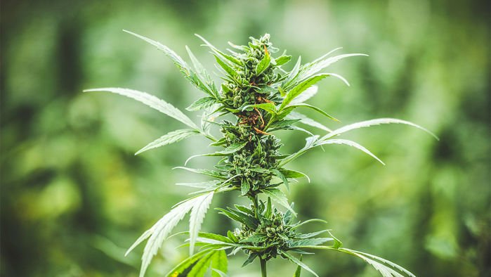 marijuana_16x9