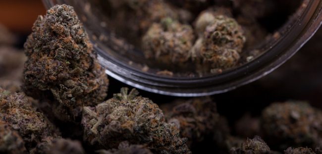 saskatchewan-marijuana