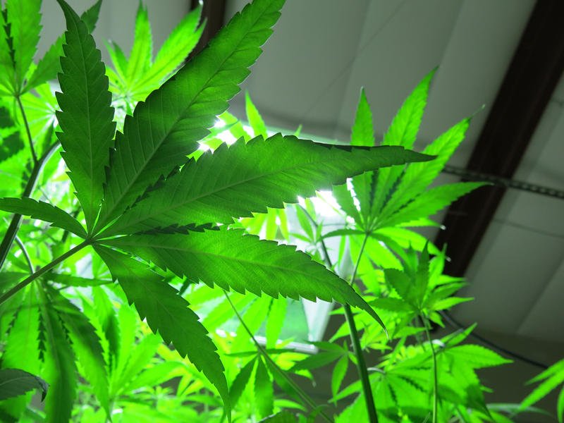 051214_Hemp-planting-leaf