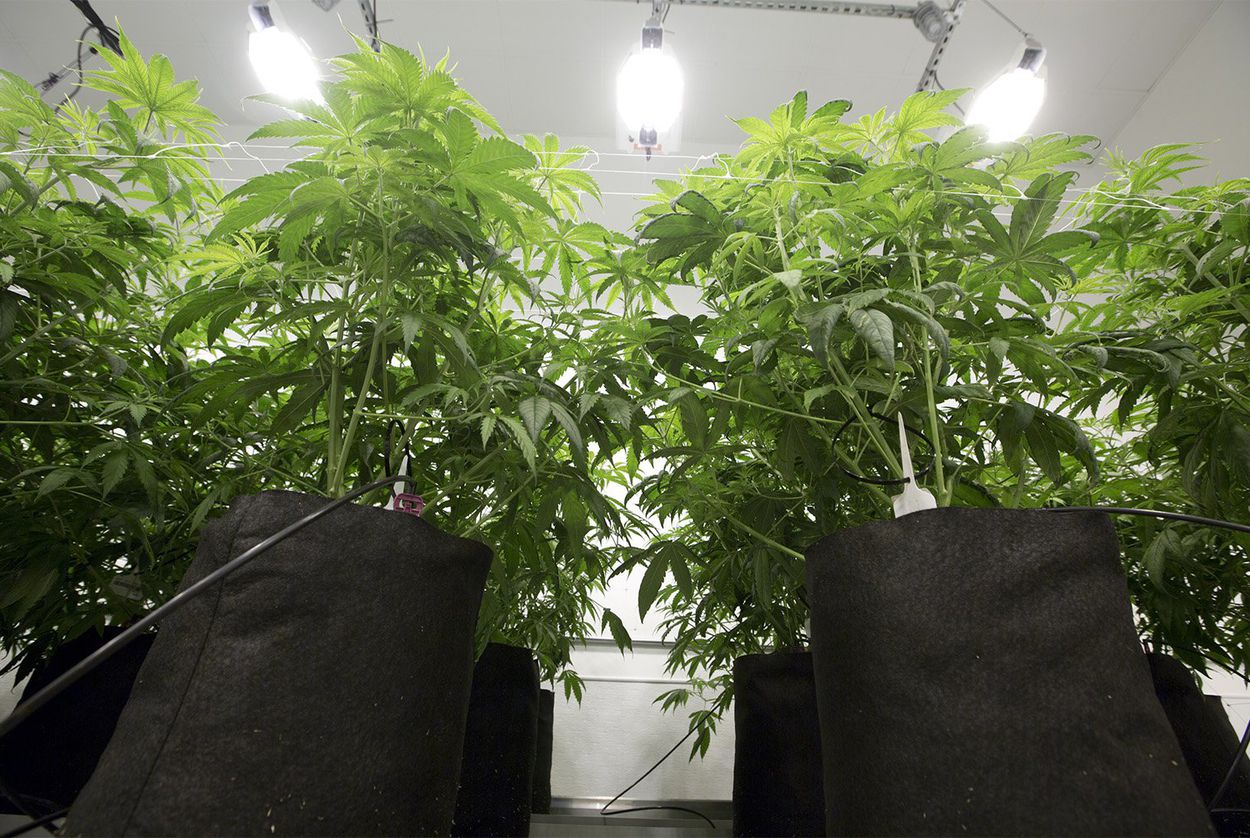 Medical_marijuana_1_TT