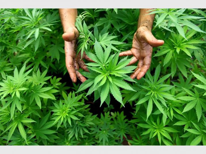 cannabis-plant-2_56112-716×537