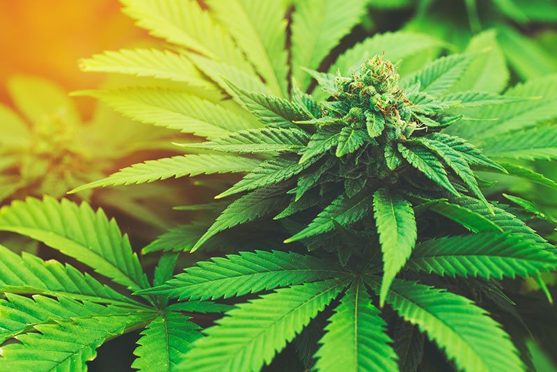 marijuana-plant-1