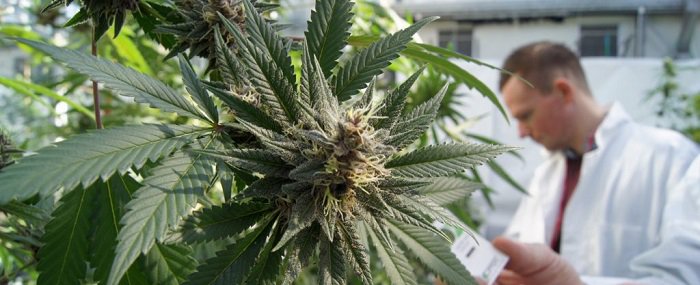 medical-marijuana-south-africa-1024×417