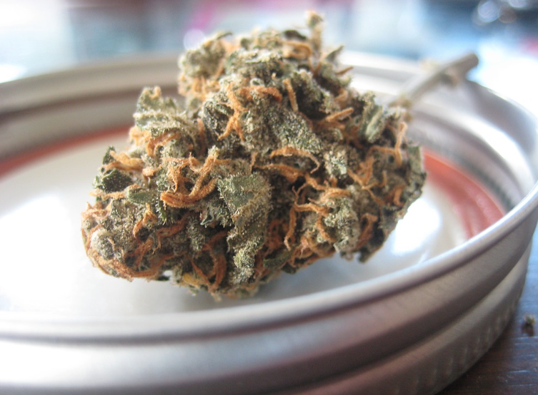 canna bud
