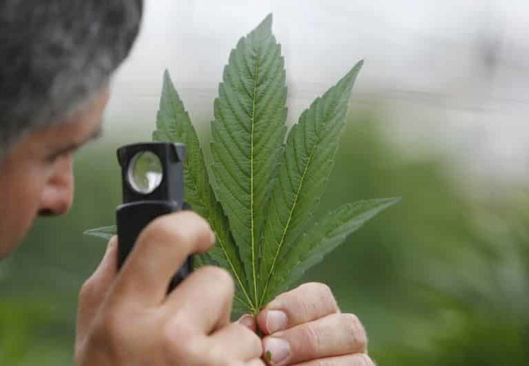 featue-elias-medical-marijuana-770×533