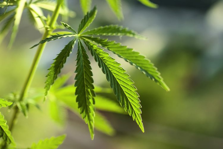 medical-cannabis-750×500