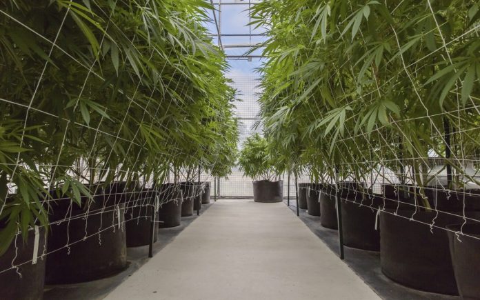 medical-marijuana-in-Maryvale-Phoenix-696×435