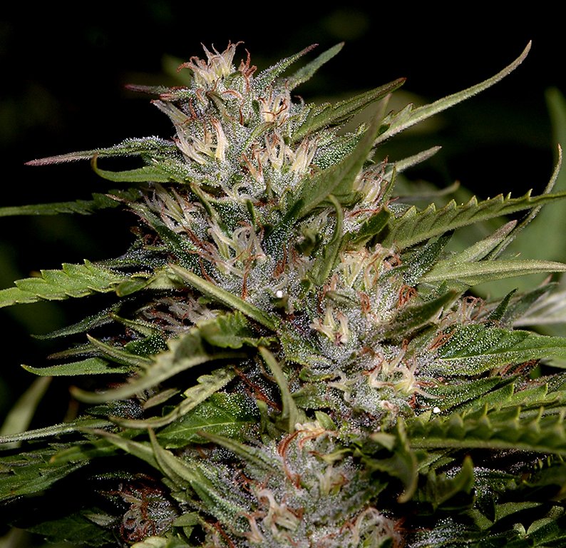superindica4(1)