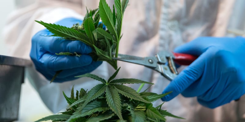 CannabisResearchCancer-800×400