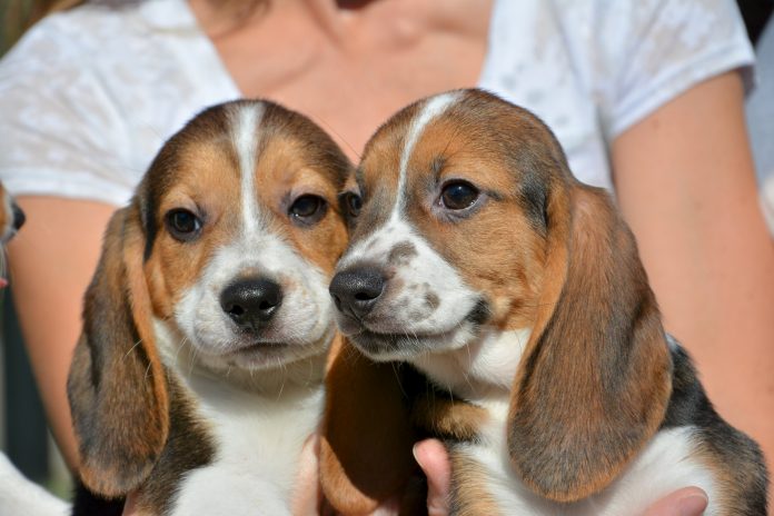 dogs-696×464