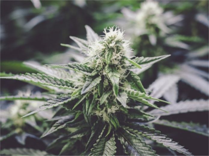 new-mexico-medical-cannabis-696×521