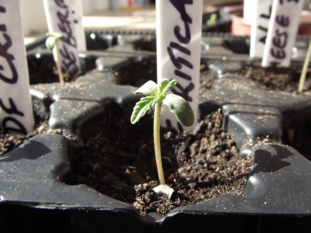 young seedlings