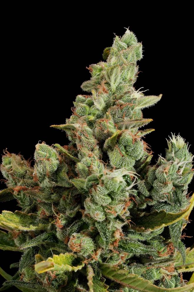 dinafem-cheese-1_660x990