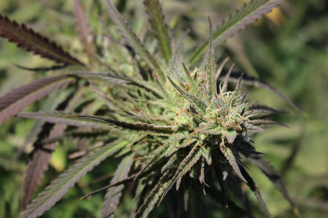 Bud shot 1
