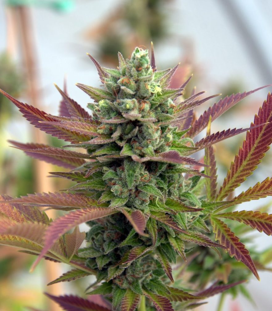 Sour Chelumbian Pic 7