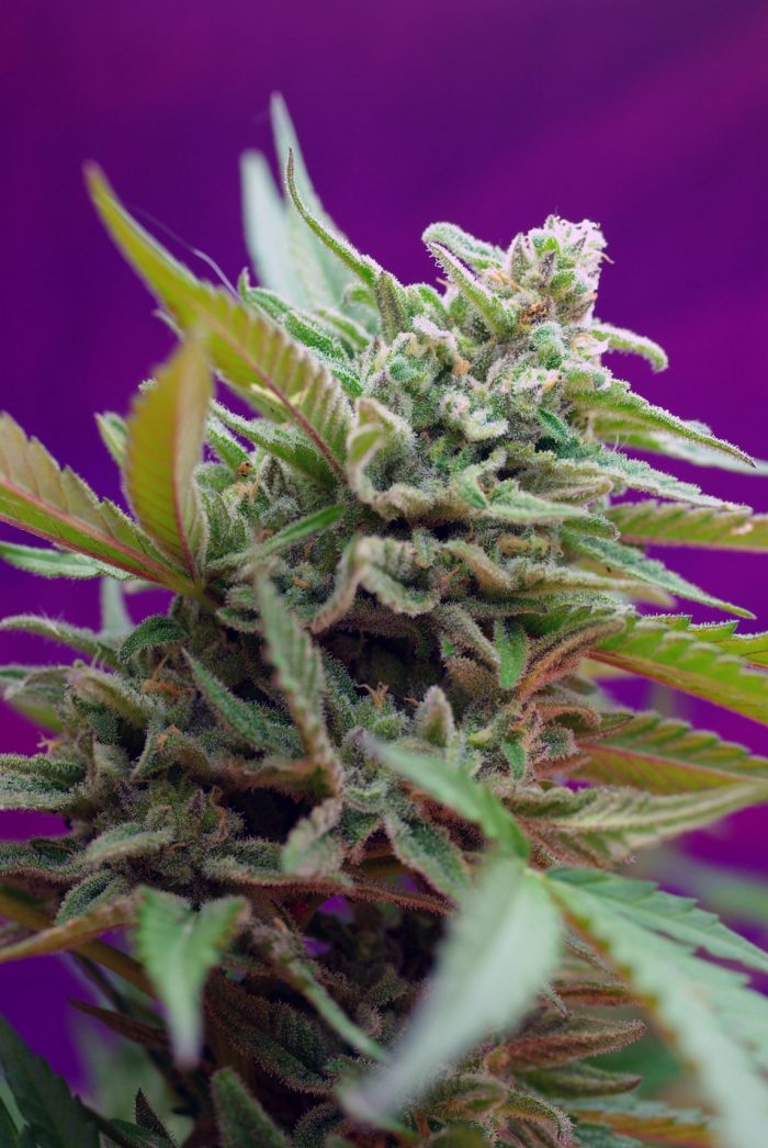 BLACK_JACK_AUTO(R)_SWS21
