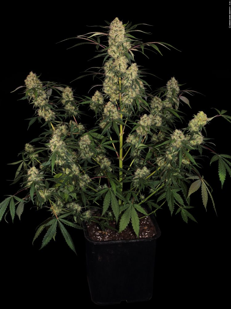 big-kush_01_copyright-by-gbi-2017
