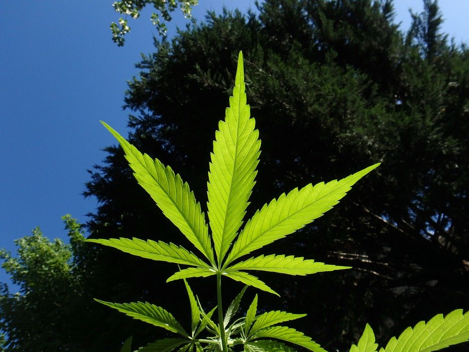 cannabis-1382955_960_720