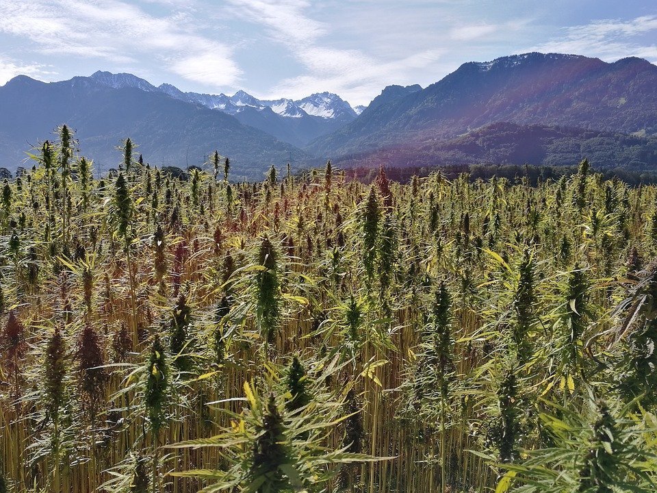 hemp-field-3661214_960_720