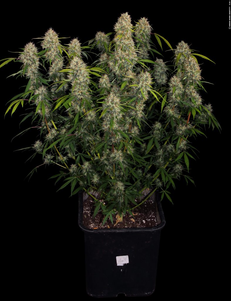 amnesia strain amsterdam amnesia strain amsterdam