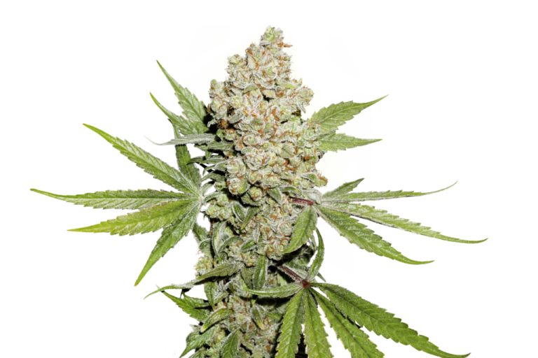 Auto Lemon Zkittle – Dutch Passion