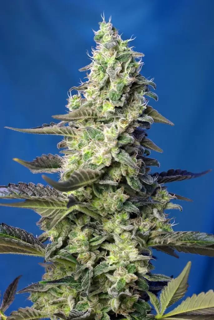 GREEN_POISON_XL_AUTO(R)_SWS71