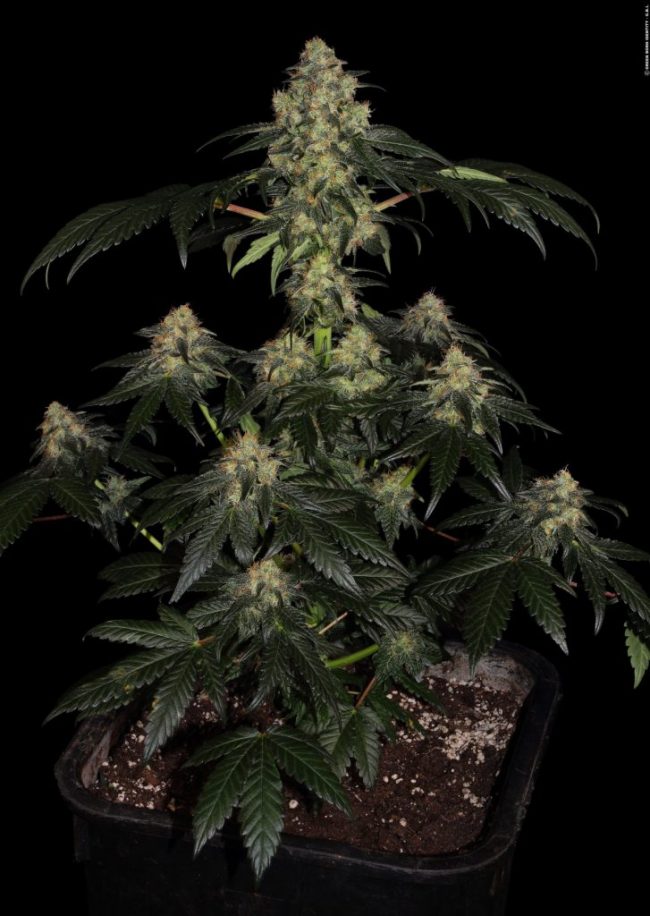 bubba-kush-cbd_034_copyright-by-gbi-2017