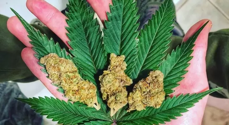 weed_calling_53576580_129645208118194_3931690464495221900_n-735×400