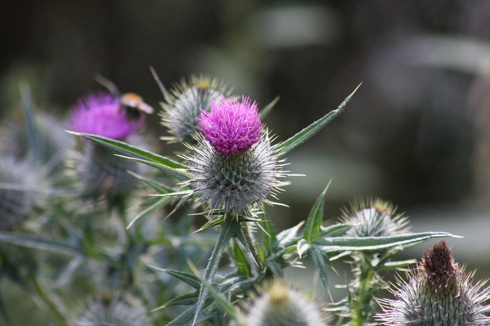 thistle-941770_960_720