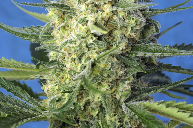 JACK47_XL_AUTO_SWS78
