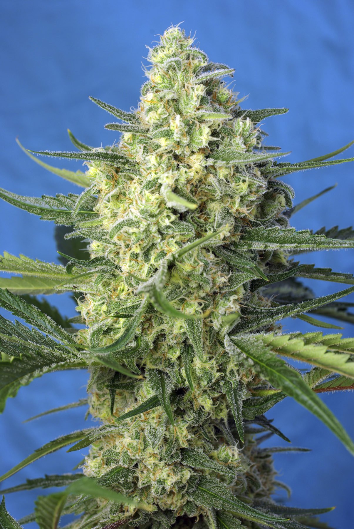 JACK47_XL_AUTO_SWS78
