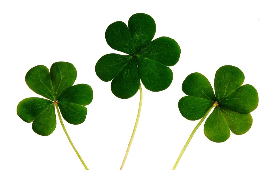 clover-445255_960_720