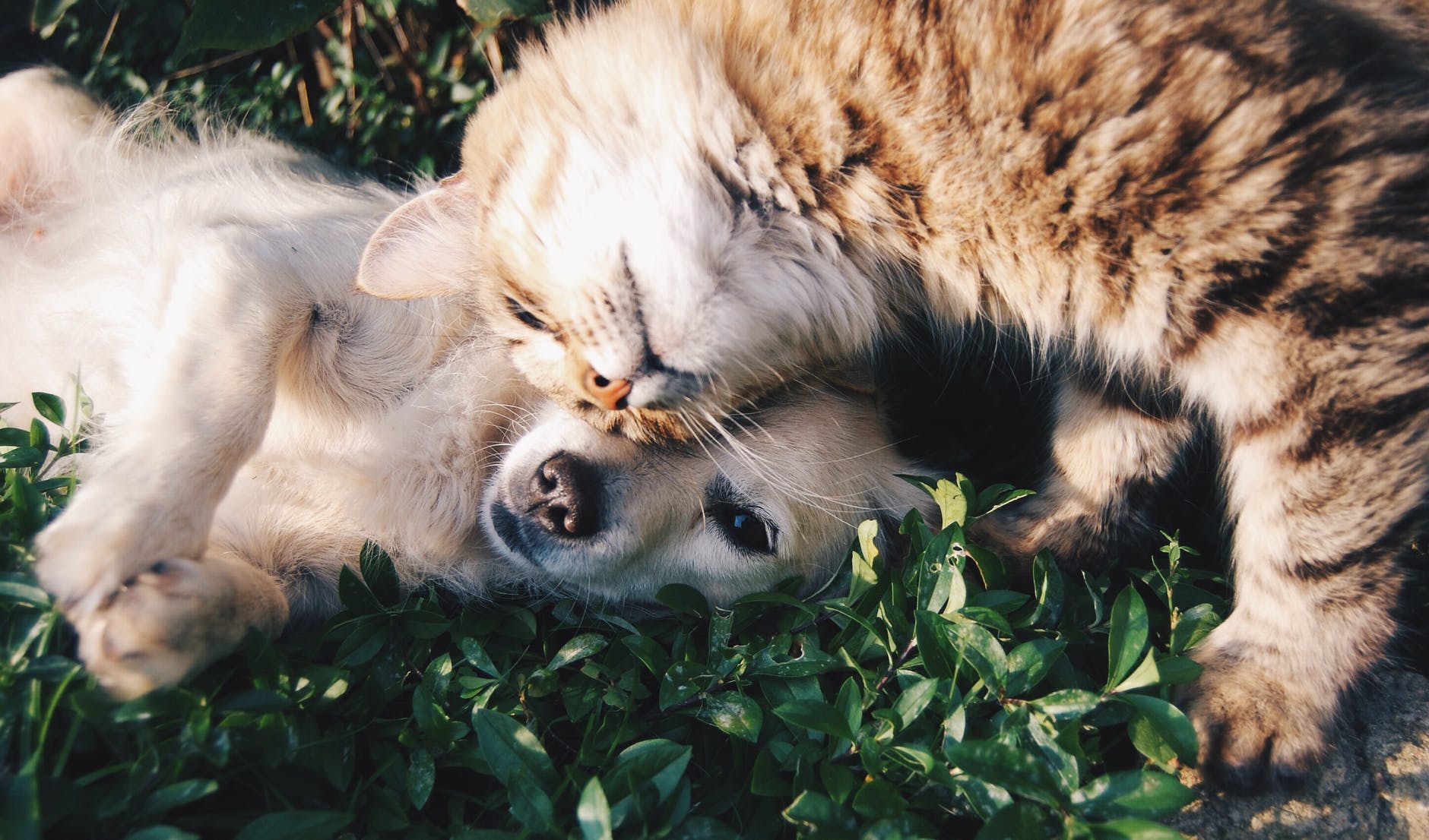 pexels-photo-46024